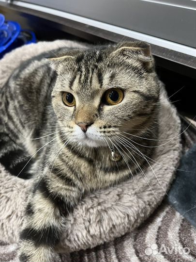 Шотландская кошка