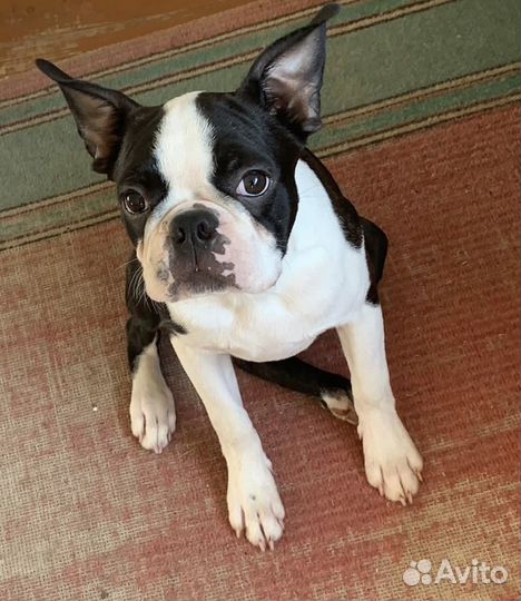 Щенок Бостон Терьер