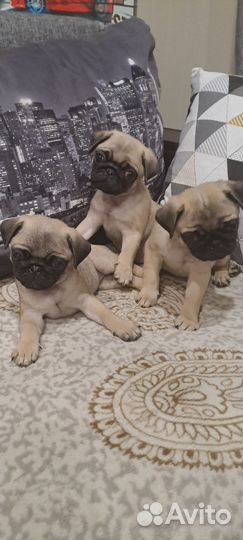 Щенки мопса