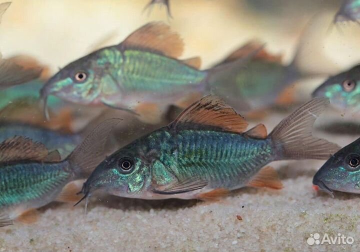 Продам коридорас Штерба взрослые