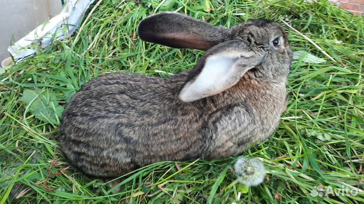 Баран, Фландр,Рекс