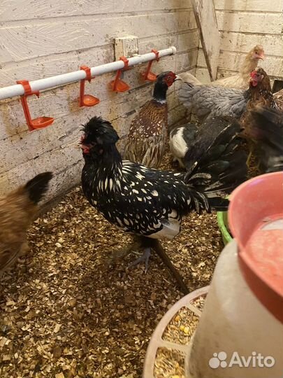 Петух русской хохлатой породы