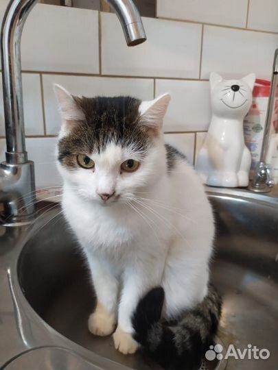 Кастрированный кот в добрые руки