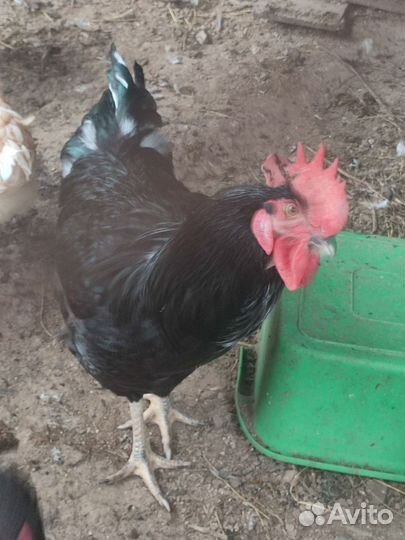 Молодые петухи 7 месяцев