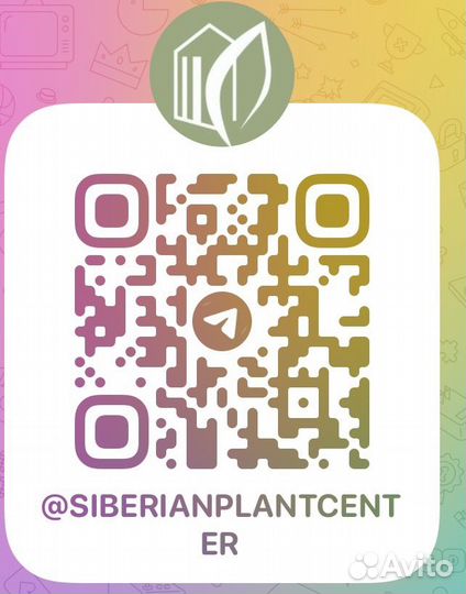 Очиток седум