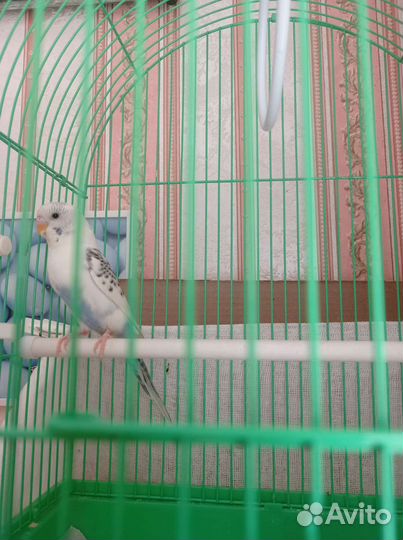 Волнистый попугай с клеткой