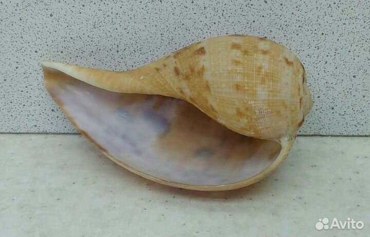 Фикус Вериджита 8,1 морская ракушка раковина