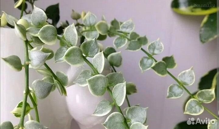 Дисхидия миллион сердец вар