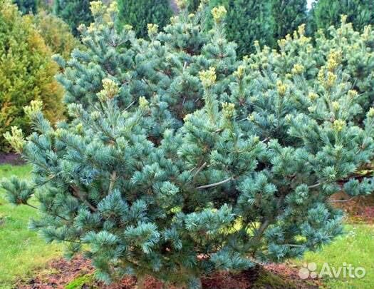 Сосна Негиши