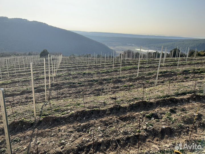 Шпалерные столбы для винограда