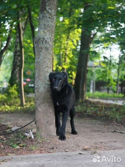 Девочка метис лабрадора