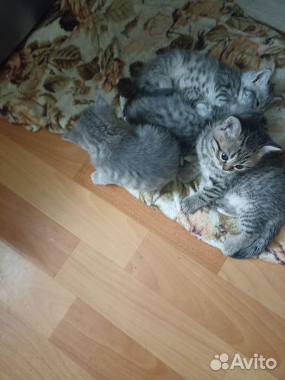 Кошки в добрые руки бесплатно