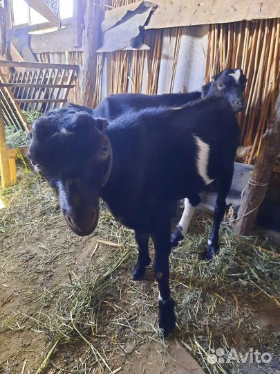 Козлики ламанча