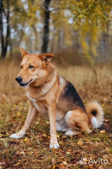 Модус-невероятно добрый пёс