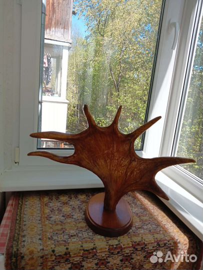 Продам рога лося