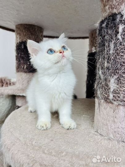 Котята британской золотой шиншиллы