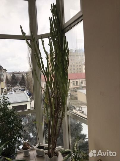 Молочай трехгранный