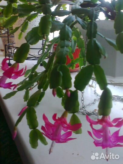 Комнатные цветы декоративные