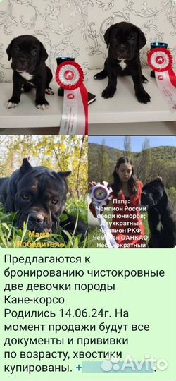 Щенки Кане-Корсо