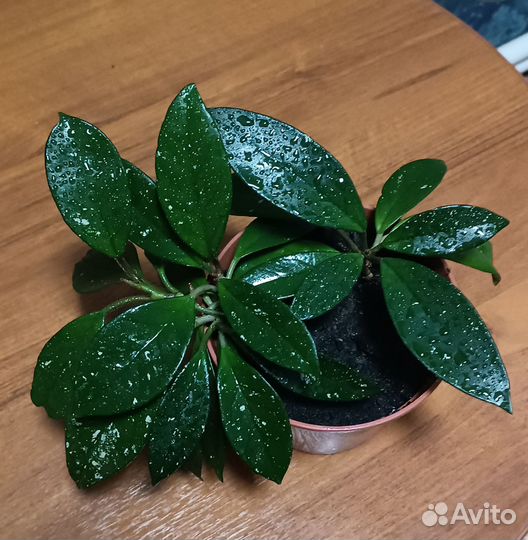 Хойя или восковой плющ