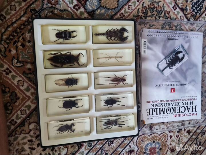 Насекомые в стекле