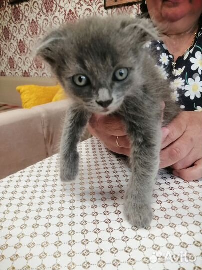 Вислоухие котята