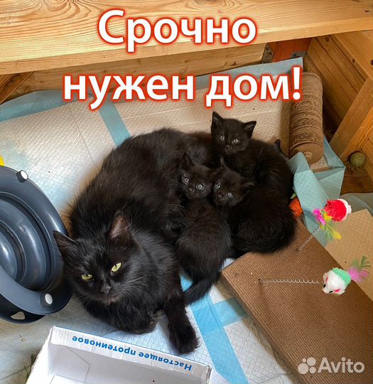 Котята в добрые руки