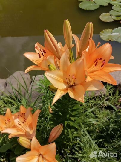 Лилии, лилейник и другие многолетники