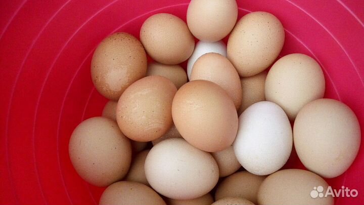 Яйца домашние
