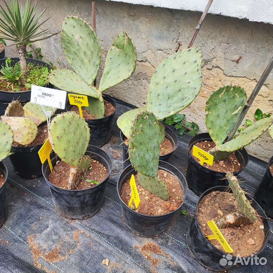 Кактус опунция