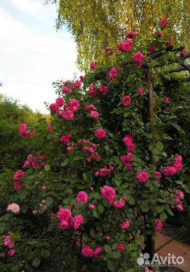 Ароматная Плетистая Роза Лагуна