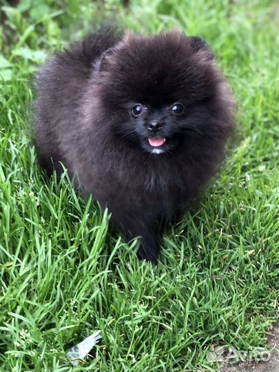 Щенки померанского шпица