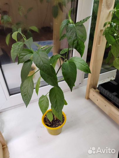 Рассада острого перца