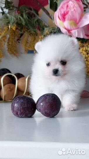 Померанский шпиц щенки