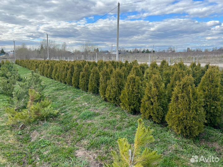 Продажа растений туй смарагд