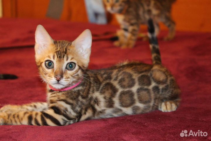 Бенгальские котята яркого окраса с документами