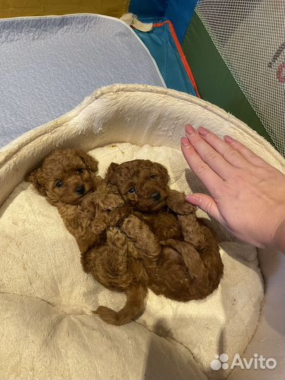 Мальтипу мини рэд браун