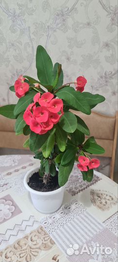 Комнатные растения цветы