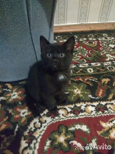 Черный котенок бесплатно