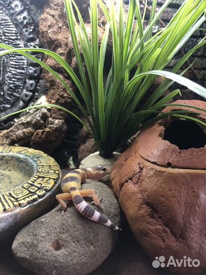 Геккон эублефар