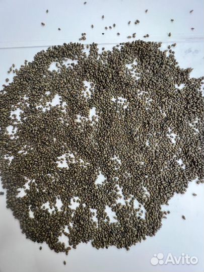 Семена люцерны