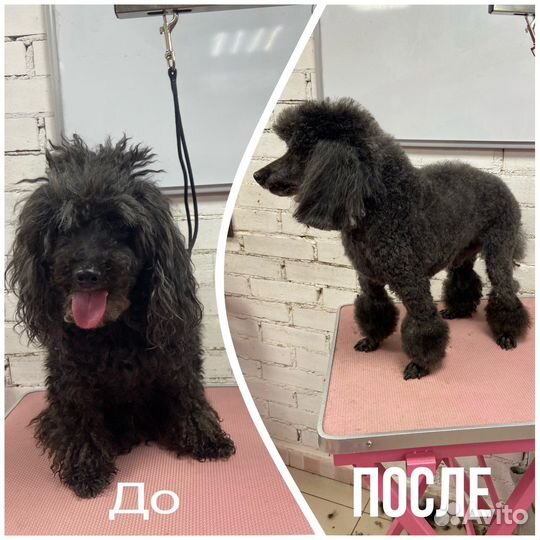 Грумер, стрижка собак. Выезд на дом