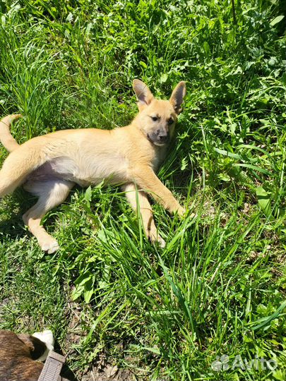 Щенок девочка в добрые руки бесплатно