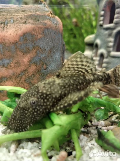 Сомики анциструсы