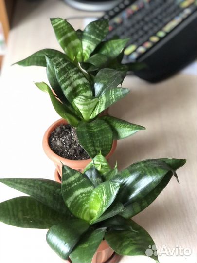 Комнатные растения