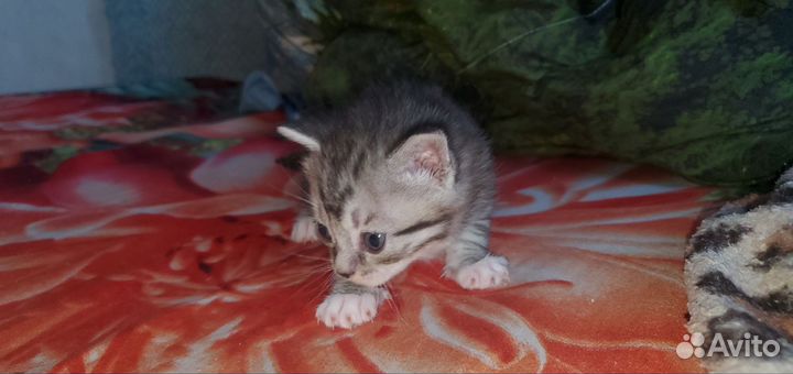 Кошки в добрые руки