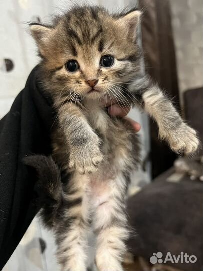 Кошка в дар