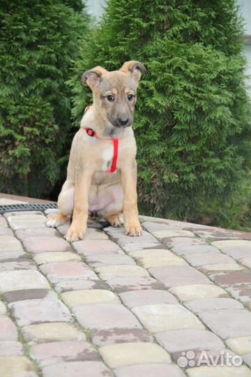 Щенок девочка