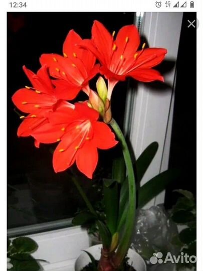 Гиппеаструм