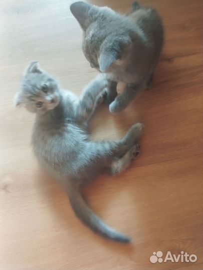 Домашние животные кошки